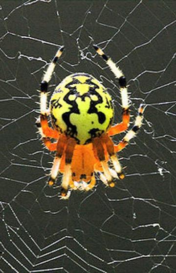marbled orb spider