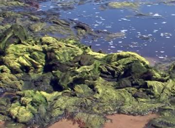 algae