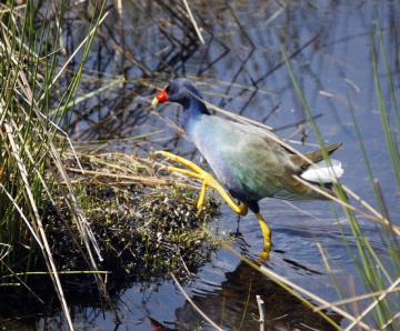 gallinule