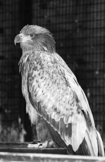 young bald eagle