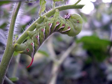 hornworm