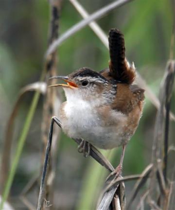 wren.