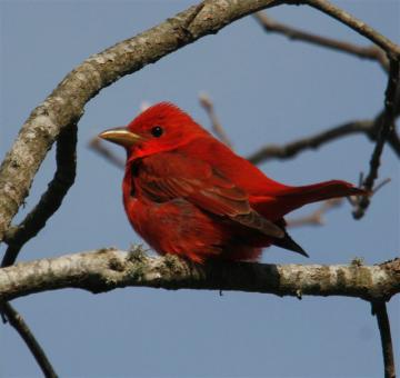 tanager