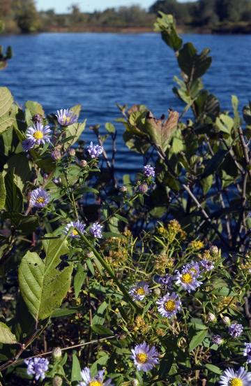 asters