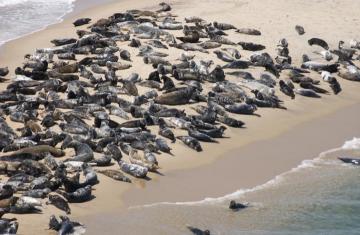 seals