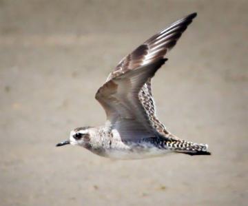 plover
