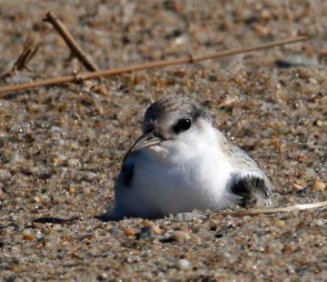 tern