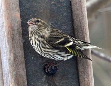 Siskin