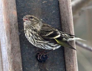 Siskin