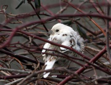 bird