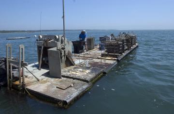 oyster farm