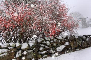 snow