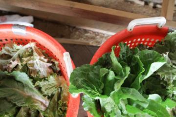 baskets lettuce