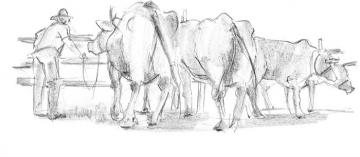 sketch of cattle