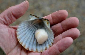 scallop shell hand
