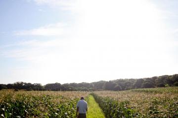 Jim Athearn corn fields