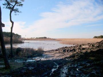 wetlands