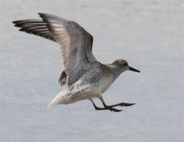 juvenile red knot flying bird