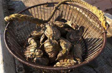 Oyster in a bushel