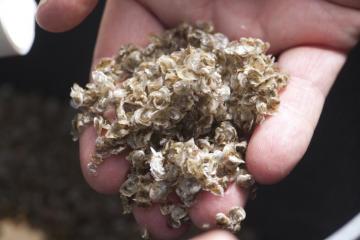 oyster seed shellfish
