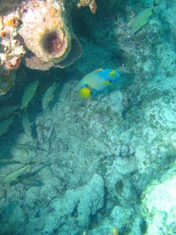 under sea fish coral shell