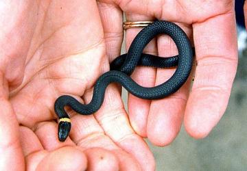 ring neck snake