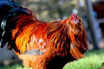 rupert rooster