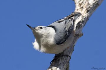White-breasted nuthatch.