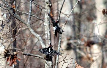 Dancing downy woodpeckers