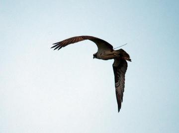 osprey Belle