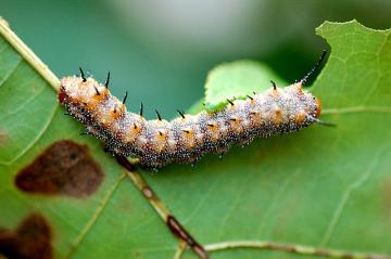 oakworm caterpillar