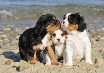 puppies beach ocean