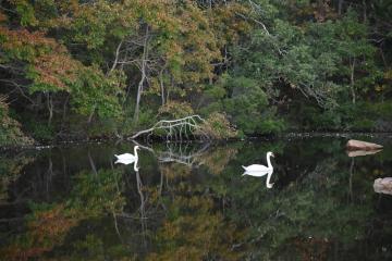 swans on Sengekontacket Pond, Martha's Vineyard 