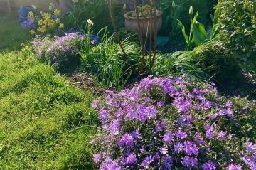 Creeping phlox.