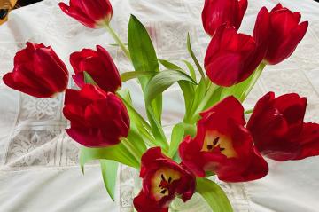 A bunch of red tulips