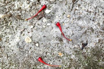 Pedicule turn brilliant red when sassafrass fruit is ripe.