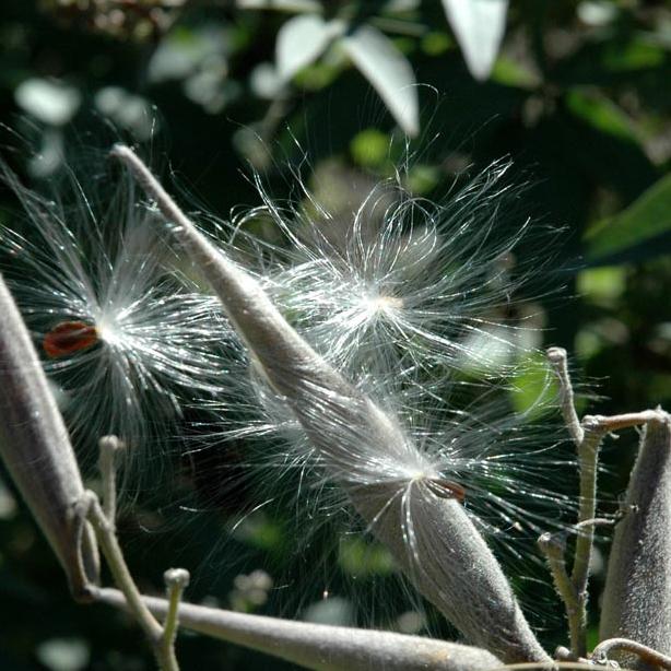 butterfly weed seeds