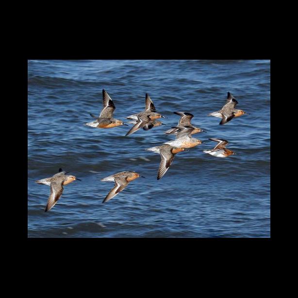 red knots