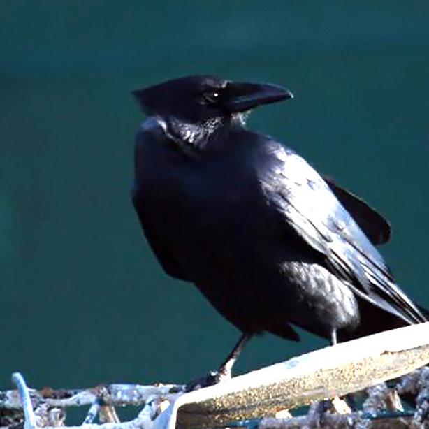 crow