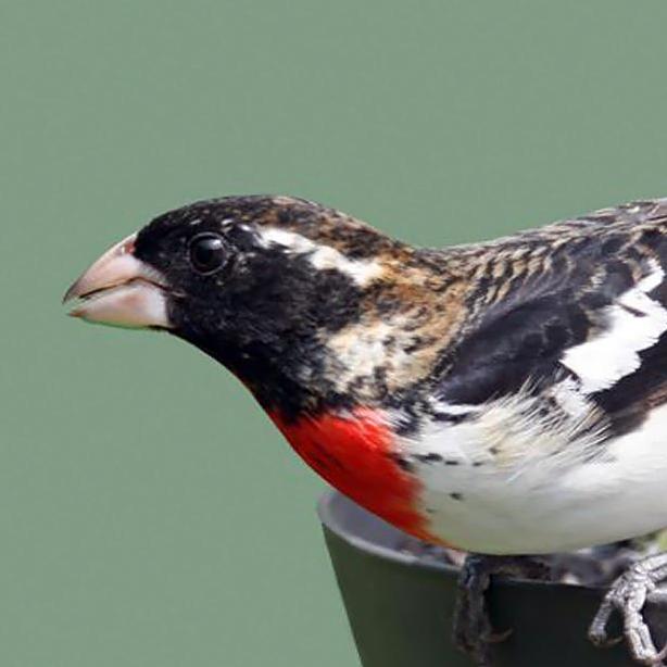 grosbeak