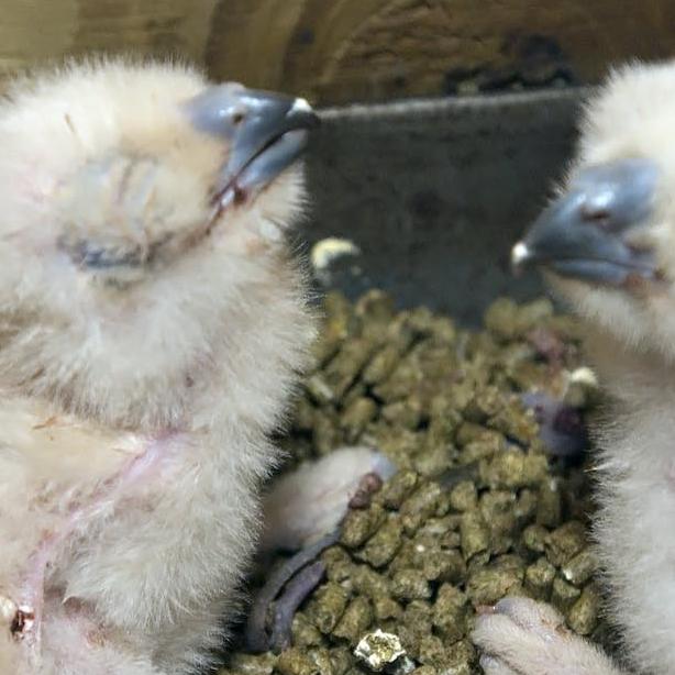 owlets