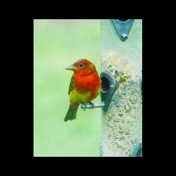 summer tanager bird