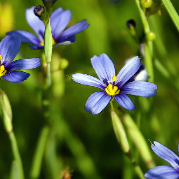 blue-eyed grass