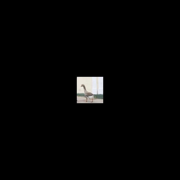 goose