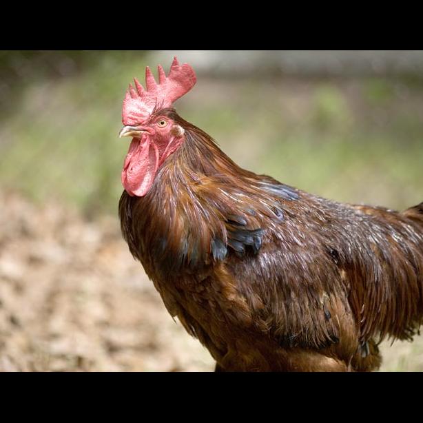 rooster
