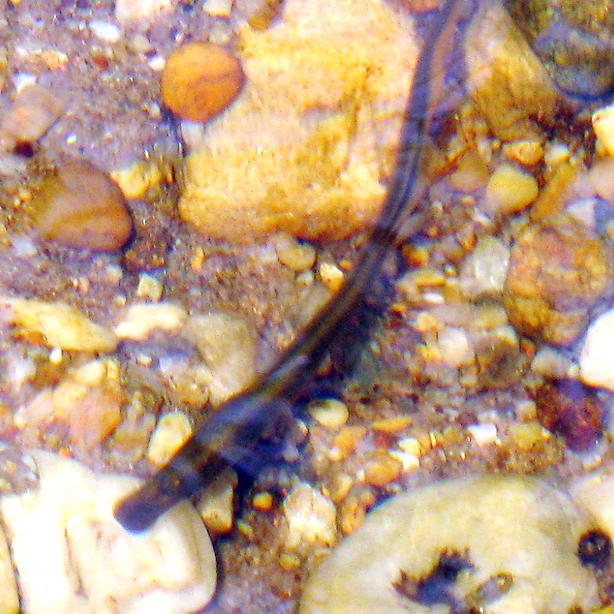 Lamprey