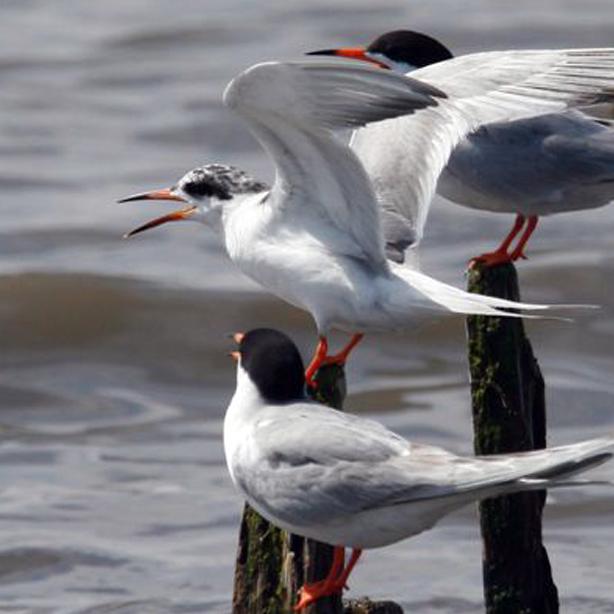 Forster&rsquo;s Terns