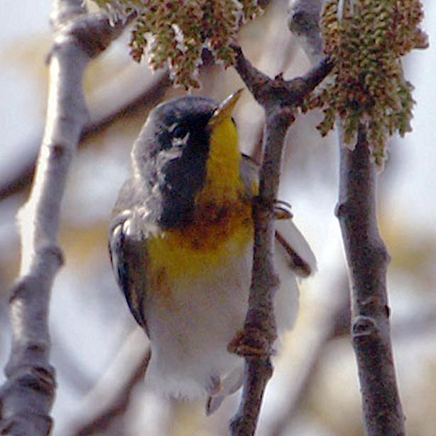 Warbler