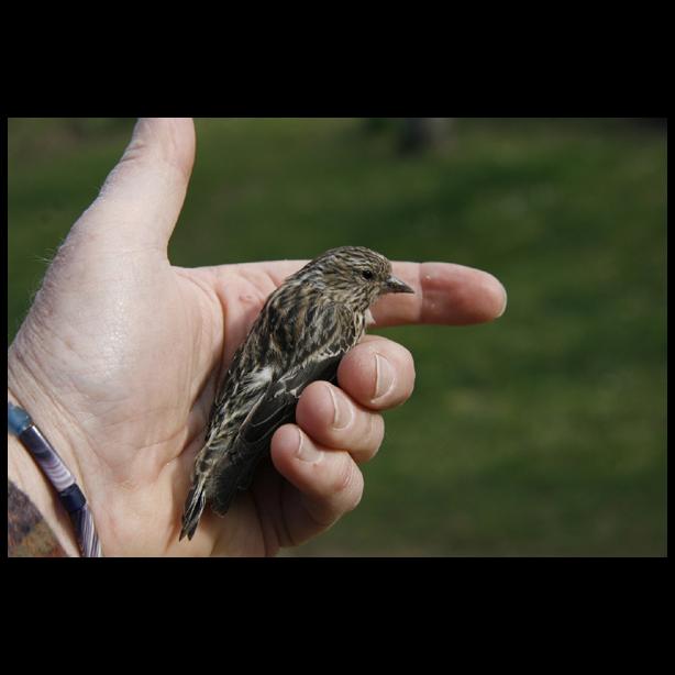 siskin