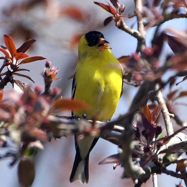 goldfinch.